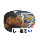 mache（個別スタンプ：1）