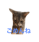 cute cats stamps！（個別スタンプ：1）