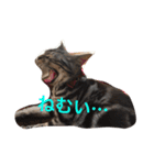 cute cats stamps！（個別スタンプ：2）