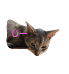 cute cats stamps！（個別スタンプ：3）