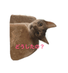 cute cats stamps！（個別スタンプ：5）