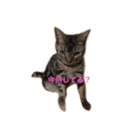 cute cats stamps！（個別スタンプ：6）