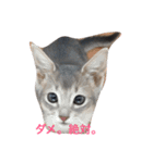 cute cats stamps！（個別スタンプ：7）