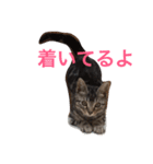cute cats stamps！（個別スタンプ：8）