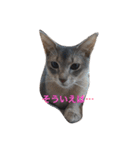 cute cats stamps！（個別スタンプ：9）