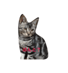 cute cats stamps！（個別スタンプ：10）