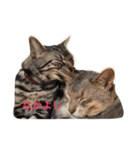 cute cats stamps！（個別スタンプ：12）