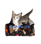cute cats stamps！（個別スタンプ：14）