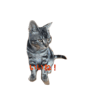 cute cats stamps！（個別スタンプ：15）