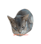 cute cats stamps！（個別スタンプ：16）