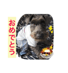 黒シュナおときち（個別スタンプ：5）