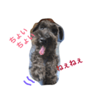 黒シュナおときち（個別スタンプ：9）