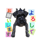 黒シュナおときち（個別スタンプ：10）