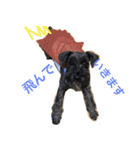 黒シュナおときち（個別スタンプ：12）