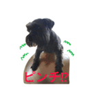 黒シュナおときち（個別スタンプ：13）