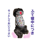 黒シュナおときち（個別スタンプ：15）