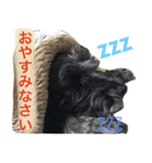 黒シュナおときち（個別スタンプ：16）