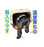 黒シュナおときち（個別スタンプ：19）
