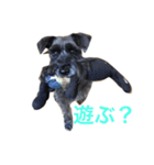 黒シュナおときち（個別スタンプ：21）