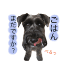 黒シュナおときち（個別スタンプ：23）