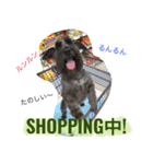黒シュナおときち（個別スタンプ：24）