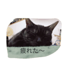 うちのコマ（個別スタンプ：3）