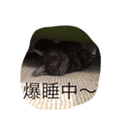 うちのコマ（個別スタンプ：7）
