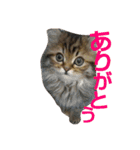 リアルねこ ふわもふ ミトン ②（個別スタンプ：1）