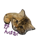 リアルねこ ふわもふ ミトン ②（個別スタンプ：3）