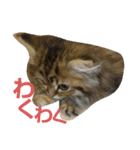 リアルねこ ふわもふ ミトン ②（個別スタンプ：4）