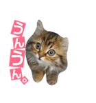 リアルねこ ふわもふ ミトン ②（個別スタンプ：5）