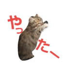 リアルねこ ふわもふ ミトン ②（個別スタンプ：6）