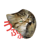 リアルねこ ふわもふ ミトン ②（個別スタンプ：7）