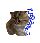 リアルねこ ふわもふ ミトン ②（個別スタンプ：8）