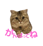 リアルねこ ふわもふ ミトン ②（個別スタンプ：9）