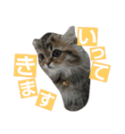 リアルねこ ふわもふ ミトン ②（個別スタンプ：10）