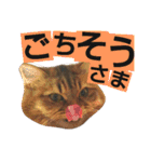 リアルねこ ふわもふ ミトン ②（個別スタンプ：11）