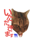 リアルねこ ふわもふ ミトン ②（個別スタンプ：12）