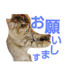 リアルねこ ふわもふ ミトン ②（個別スタンプ：13）