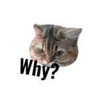 リアルねこ ふわもふ ミトン ②（個別スタンプ：14）