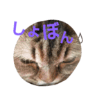リアルねこ ふわもふ ミトン ②（個別スタンプ：15）