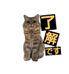リアルねこ ふわもふ ミトン ②（個別スタンプ：17）