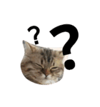 リアルねこ ふわもふ ミトン ②（個別スタンプ：18）
