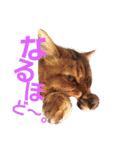 リアルねこ ふわもふ ミトン ②（個別スタンプ：19）