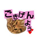 リアルねこ ふわもふ ミトン ②（個別スタンプ：21）