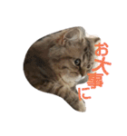 リアルねこ ふわもふ ミトン ②（個別スタンプ：23）