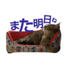 リアルねこ ふわもふ ミトン ②（個別スタンプ：24）