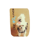 マルチーズの女の子、あさひちゃん（個別スタンプ：6）