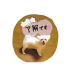 マルチーズの女の子、あさひちゃん（個別スタンプ：8）