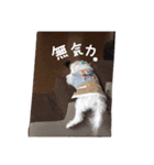 マルチーズの女の子、あさひちゃん（個別スタンプ：16）